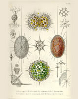 Ernst Haeckel. Disegno di Radiolari