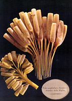 Muscle fibre, wax model