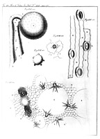 Drawing of the pollen tube