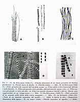 Paolo Buffa, Note to Amici’s paper On muscle fibre. Drawings
